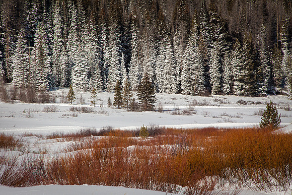 MEADOW