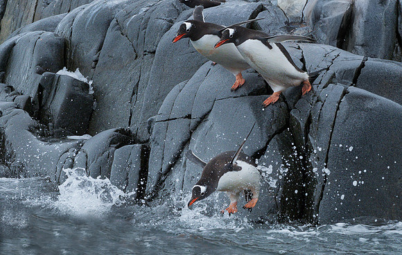 DIVE