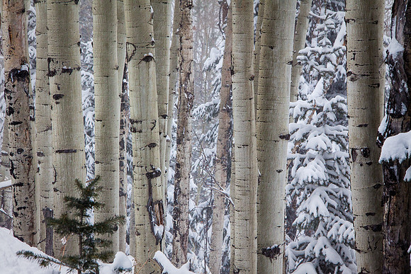 ASPEN STAND