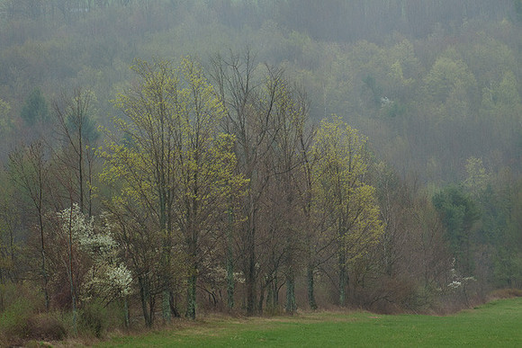 Rain and Fog